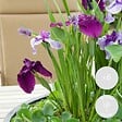 BLOOMIQUE - Lot de 6 - Iris Kaempferi - Iris du Japon - Violet - Plantes de bassin - H. 20-30 cm - P. 9 cm - vignette