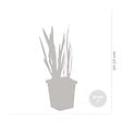 BLOOMIQUE - Lot de 6 - Iris Kaempferi - Iris du Japon - Violet - Plantes de bassin - H. 20-30 cm - P. 9 cm - vignette