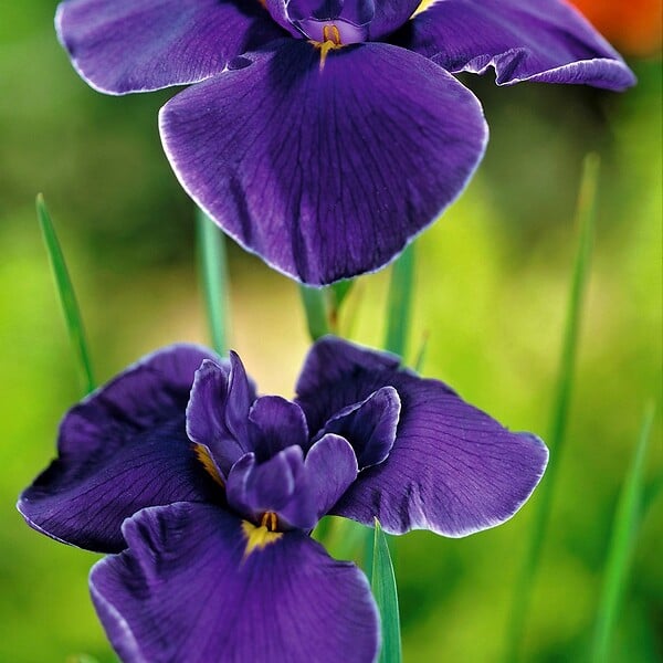 BLOOMIQUE - Lot de 6 - Iris Kaempferi - Iris du Japon - Violet - Plantes de bassin - H. 20-30 cm - P. 9 cm - large