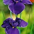 BLOOMIQUE - Lot de 6 - Iris Kaempferi - Iris du Japon - Violet - Plantes de bassin - H. 20-30 cm - P. 9 cm - vignette