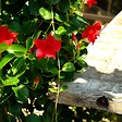 BLOOMIQUE - Mandevilla Sundaville - Jasmin du Chili - Rouge - Plantes de jardin - Hauteur 70-90 cm - Pot 19 cm - vignette