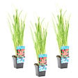 BLOOMIQUE - Lot de 3 - Schizostylis 'Mrs Hegarty' - Lis des Cafres rose - H. 10-20 cm - P. 9 cm - vignette