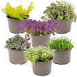 BLOOMIQUE - Lot de 6 - Sedum - Orpin - Plantes de jardin - Résistante au gel - H. 10-15 cm - P. 14 cm - vignette