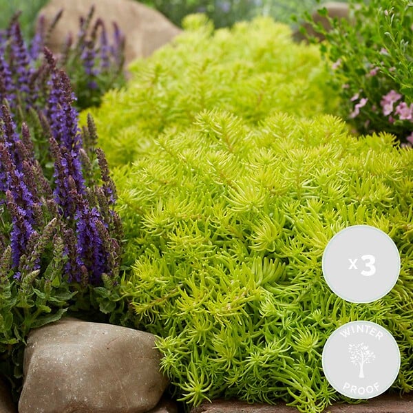 BLOOMIQUE - Lot de 6 - Sedum - Orpin - Plantes de jardin - Résistante au gel - H. 10-15 cm - P. 14 cm - large