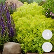BLOOMIQUE - Lot de 6 - Sedum - Orpin - Plantes de jardin - Résistante au gel - H. 10-15 cm - P. 14 cm - vignette