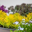 BLOOMIQUE - Lot de 6 - Sedum - Orpin - Plantes de jardin - Résistante au gel - H. 10-15 cm - P. 14 cm - vignette