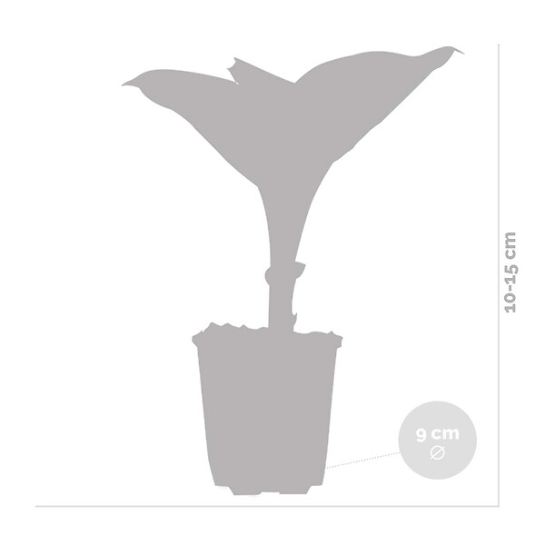 BLOOMIQUE - Lot de 6 - Hosta Sieboldiana 'Elegans' - Hosta - Plantes de jardin - H. 10-20 cm - P. 9x9 cm - large