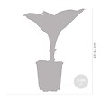 BLOOMIQUE - Lot de 6 - Hosta Sieboldiana 'Elegans' - Hosta - Plantes de jardin - H. 10-20 cm - P. 9x9 cm - vignette