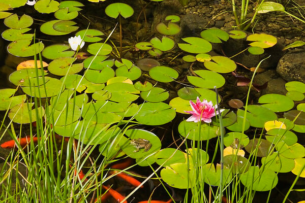 BLOOMIQUE - Lot de 2 - Nymphaea Attraction - Nénuphar - Rouge - Plantes de bassin - H. 10-20 cm - P. 11 cm - large