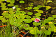 BLOOMIQUE - Lot de 2 - Nymphaea Attraction - Nénuphar - Rouge - Plantes de bassin - H. 10-20 cm - P. 11 cm - vignette