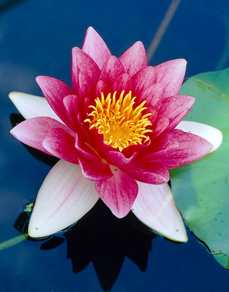 BLOOMIQUE - Lot de 2 - Nymphaea Attraction - Nénuphar - Rouge - Plantes de bassin - H. 10-20 cm - P. 11 cm - large