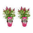 BLOOMIQUE - Lot de 2 - Buddleja Butterfly Little Ruby - Arbre aux papillons - H. 30-40 cm - P. 19 cm - vignette