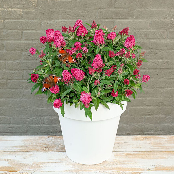 BLOOMIQUE - Lot de 2 - Buddleja Butterfly Little Ruby - Arbre aux papillons - H. 30-40 cm - P. 19 cm - large