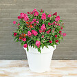 BLOOMIQUE - Lot de 2 - Buddleja Butterfly Little Ruby - Arbre aux papillons - H. 30-40 cm - P. 19 cm - vignette