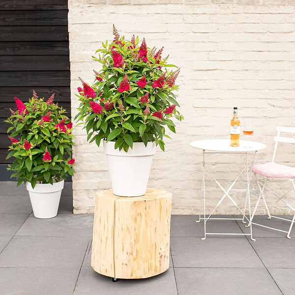 BLOOMIQUE - Lot de 2 - Buddleja Butterfly Little Ruby - Arbre aux papillons - H. 30-40 cm - P. 19 cm - large