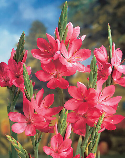 BLOOMIQUE - Schizostylis 'Mrs Hegarty' - Lis des Cafres rose - Glaïeul des marais - H. 10-20 cm - P. 9 cm - large
