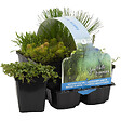 BLOOMIQUE - Lot de 6 - Plantes de bassin oxygénantes - Hippuris - Hydrocotyle - H. 15-25 cm - P. 9 cm - vignette