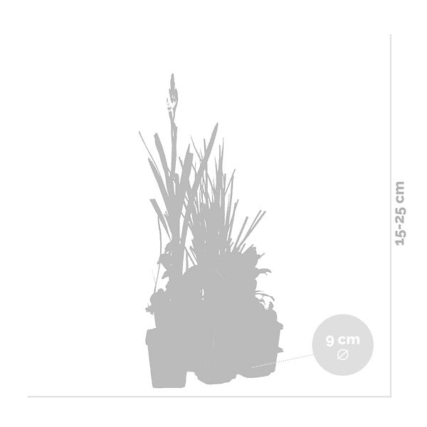 BLOOMIQUE - Lot de 6 - Plantes de bassin oxygénantes - Hippuris - Hydrocotyle - H. 15-25 cm - P. 9 cm - large