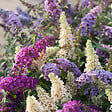 BLOOMIQUE - Lot de 3 - Buddleja Davidii - Arbre aux papillons - Rose, Violet, Blanc - H. 20-30 cm - P. 10,5 cm - vignette