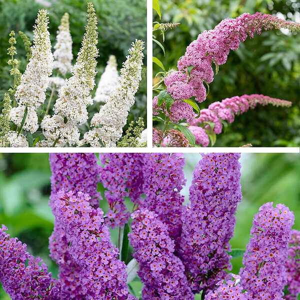 BLOOMIQUE - Lot de 3 - Buddleja Davidii - Arbre aux papillons - Rose, Violet, Blanc - H. 20-30 cm - P. 10,5 cm - large