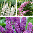 BLOOMIQUE - Lot de 3 - Buddleja Davidii - Arbre aux papillons - Rose, Violet, Blanc - H. 20-30 cm - P. 10,5 cm - vignette