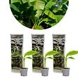 BLOOMIQUE - Lot de 3 - Musa Basjoo - Bananier du Japon - Plantes de jardin - Rustique - H. 20-30 cm - P. 10,5 cm - vignette