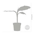 BLOOMIQUE - Lot de 3 - Musa Basjoo - Bananier du Japon - Plantes de jardin - Rustique - H. 20-30 cm - P. 10,5 cm - vignette