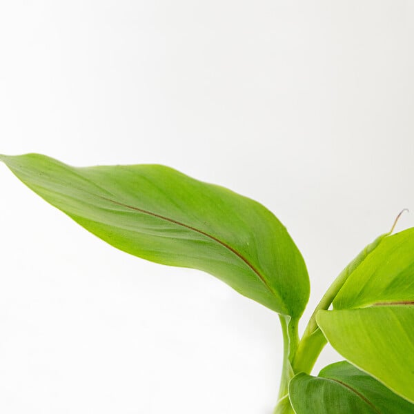 BLOOMIQUE - Lot de 3 - Musa Basjoo - Bananier du Japon - Plantes de jardin - Rustique - H. 20-30 cm - P. 10,5 cm - large