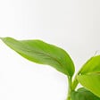 BLOOMIQUE - Lot de 3 - Musa Basjoo - Bananier du Japon - Plantes de jardin - Rustique - H. 20-30 cm - P. 10,5 cm - vignette