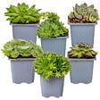 BLOOMIQUE - Lot de 6 - Sempervivum Mix - Joubarbe - Plantes de jardin - Résistante au gel - H. 8-12 cm - P. 7 cm - vignette