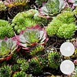 BLOOMIQUE - Lot de 6 - Sempervivum Mix - Joubarbe - Plantes de jardin - Résistante au gel - H. 8-12 cm - P. 7 cm - vignette
