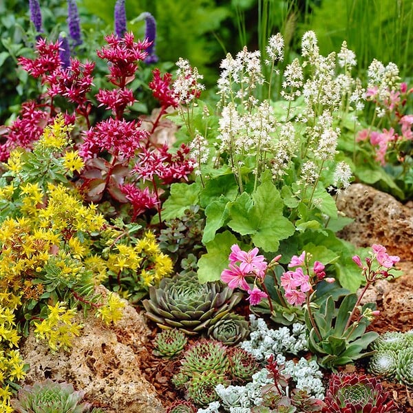 BLOOMIQUE - Lot de 6 - Sempervivum Mix - Joubarbe - Plantes de jardin - Résistante au gel - H. 8-12 cm - P. 7 cm - large