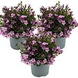 BLOOMIQUE - Lot de 3 - Campanula Ambella Pink - Campanule - Couvre-sol - H. 10-20 cm - P. 10,5 cm - vignette