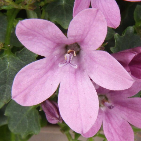 BLOOMIQUE - Lot de 3 - Campanula Ambella Pink - Campanule - Couvre-sol - H. 10-20 cm - P. 10,5 cm - large