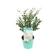 BLOOMIQUE - Eucalyptus Gunnii Azura - Plante d’eucalyptus - Plante de jardin - H. 40-60 cm - P. 19 cm - vignette