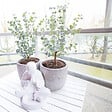 BLOOMIQUE - Eucalyptus Gunnii Azura - Plante d’eucalyptus - Plante de jardin - H. 40-60 cm - P. 19 cm - vignette