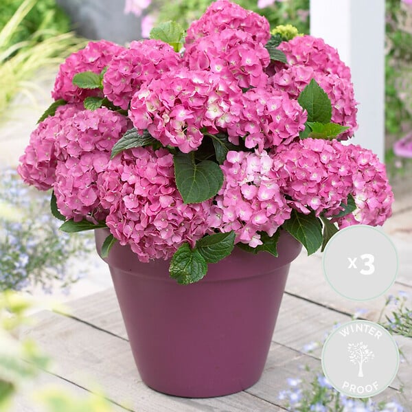 BLOOMIQUE - Lot de 3 - Hydrangea Macrophylla Early Pink - Hortensia - H. 20-30 cm - P. 10,5 cm - large
