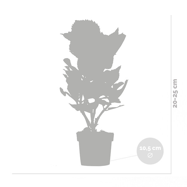 BLOOMIQUE - Lot de 3 - Hydrangea Macrophylla Early Pink - Hortensia - H. 20-30 cm - P. 10,5 cm - large