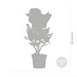 BLOOMIQUE - Lot de 3 - Hydrangea Macrophylla Early Pink - Hortensia - H. 20-30 cm - P. 10,5 cm - vignette