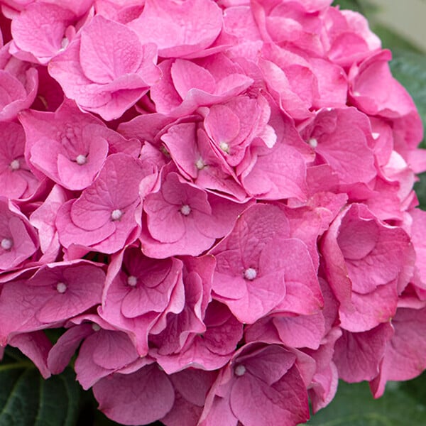 BLOOMIQUE - Lot de 3 - Hydrangea Macrophylla Early Pink - Hortensia - H. 20-30 cm - P. 10,5 cm - large
