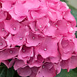 BLOOMIQUE - Lot de 3 - Hydrangea Macrophylla Early Pink - Hortensia - H. 20-30 cm - P. 10,5 cm - vignette