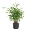 BLOOMIQUE - Fargesia Rufa - Bambou - Non traçant - Rustique - Persistant - Hauteur 40-60 cm - Pot 17 cm - vignette