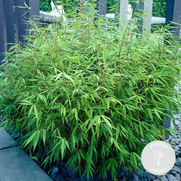 BLOOMIQUE - Fargesia Rufa - Bambou - Non traçant - Rustique - Persistant - Hauteur 40-60 cm - Pot 17 cm - large