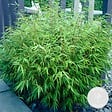 BLOOMIQUE - Fargesia Rufa - Bambou - Non traçant - Rustique - Persistant - Hauteur 40-60 cm - Pot 17 cm - vignette