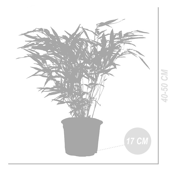 BLOOMIQUE - Fargesia Rufa - Bambou - Non traçant - Rustique - Persistant - Hauteur 40-60 cm - Pot 17 cm - large