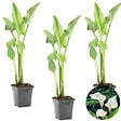 BLOOMIQUE - Lot de 3 - Zantedeschia Aethiopica - Arum blanc - Plantes de bassin - H. 10-20 cm - P. 9 cm - vignette