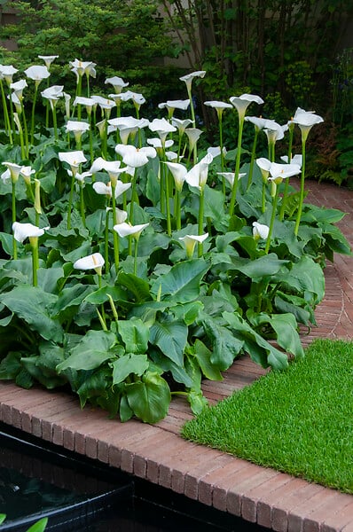 BLOOMIQUE - Lot de 3 - Zantedeschia Aethiopica - Arum blanc - Plantes de bassin - H. 10-20 cm - P. 9 cm - large