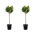 BLOOMIQUE - Lot de 2 - Laurus Nobilis - Laurier sur tige - Plantes de jardin - H. 80-100 cm - P. 21 cm - vignette