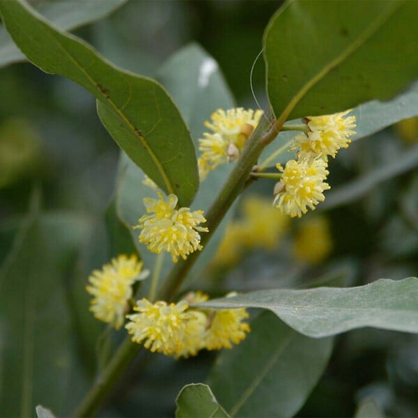BLOOMIQUE - Lot de 2 - Laurus Nobilis - Laurier sur tige - Plantes de jardin - H. 80-100 cm - P. 21 cm - large