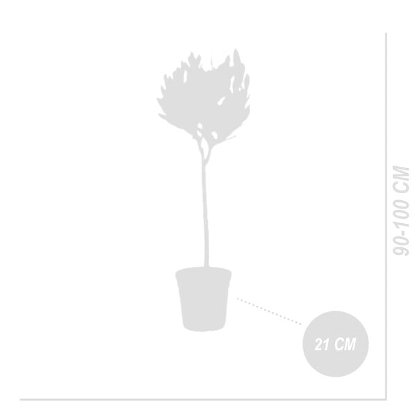 BLOOMIQUE - Lot de 2 - Laurus Nobilis - Laurier sur tige - Plantes de jardin - H. 80-100 cm - P. 21 cm - large